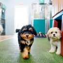 Pet Paradise Las Colinas - Hostels