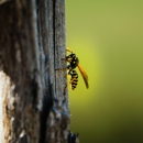 G-Man Exterminating - Pest Control Services