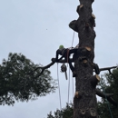 Alley's Tree Service - Tree Service