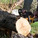 TimberJack Tree Service, Inc. - Stump Removal & Grinding