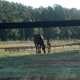 Clemson University Horse Center