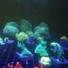 Corner Cove Corals gallery