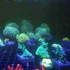 Corner Cove Corals