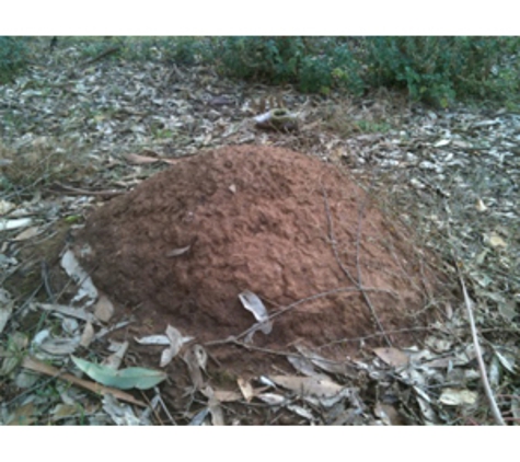 Buzz Off - Bendigo Pest Professionals - Kennington, VIC. Large Nasutitermes Termite nest found adjacent a property in Bendigo.