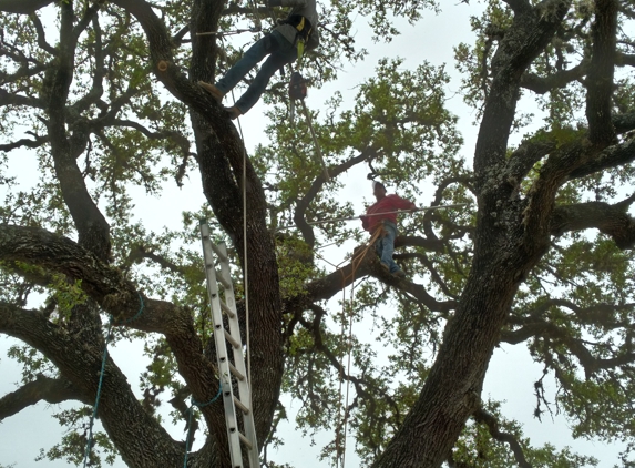 Arbortex Tree Service - Converse, TX