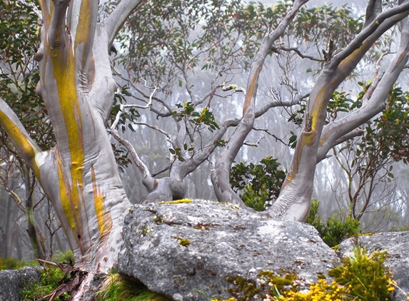 Greenwood Consulting Pty Ltd - Mount Dandenong, VIC
