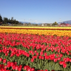 Tulip Town