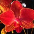 Jarrett's Jungle - Florists