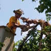 Stephenson Tree Care Inc gallery