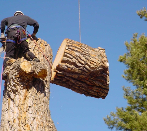 Chop Chop Tree - Troy, MI