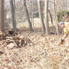 Frank's Tree Service and Stump Grinding