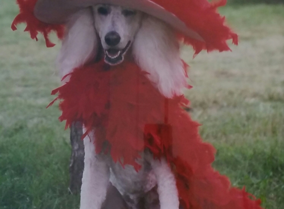 Designer Dog Pet Salon - Naples, FL. This is my DIVA champion poodle she enjoys the grooming and the dress up and the treats!