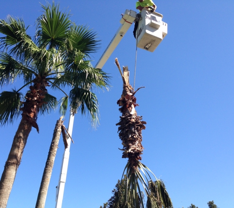 Schnelloggers Tree Service - Freeport, FL