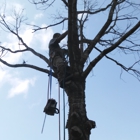 A cut above tree service