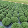 Reiff's Nursery & Greenhouses gallery