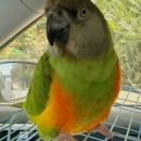 Omar's Exotic Birds By Fran - Pet Grooming