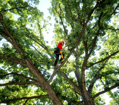 Tree Safe Solutions - Keilor East, VIC