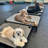 Meadowlake Pet Resort gallery