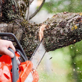 Birchwood Tree Services - Arlington Heights, IL