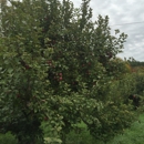 Poverty Lane Orchards - Orchards