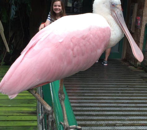 Smithsonian Institution - National Zoological Park - Washington, DC. Flamingos