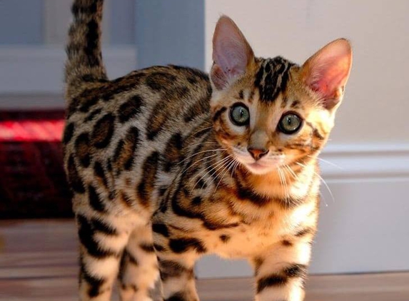 Mirabell Bengals - Commerce City, CO. Bengal kittens