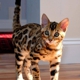 Mirabell Bengals