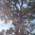 Central Colorado Tree Service