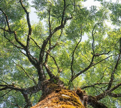Above All Arbor - Colo Vale, NSW