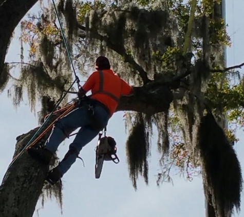 Wood's Tree Service - Panama City, FL