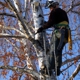 A-1 Affordable Tree Service