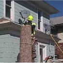 A Cut Above Tree Service - Tree Service