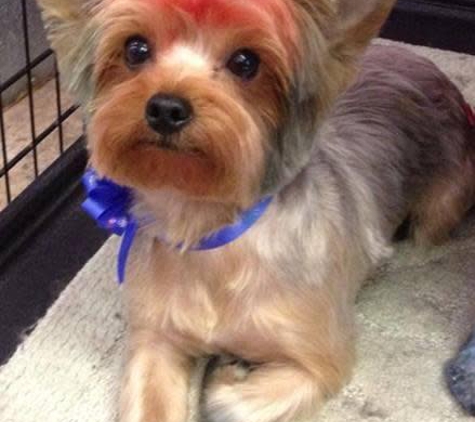 All Fur Pet Grooming - Fredericksburg, VA