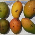 Serendib Tropical Fruits