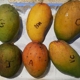 Serendib Tropical Fruits