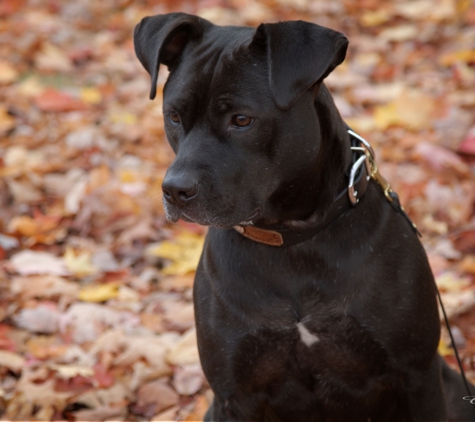 Lisabeth Wotherspoon, LICSW - Rochester, NH. Onyx intensely staring at a chipmunk outside 1N Main St, Rochester, NH.