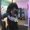 Vicki's Grooming gallery