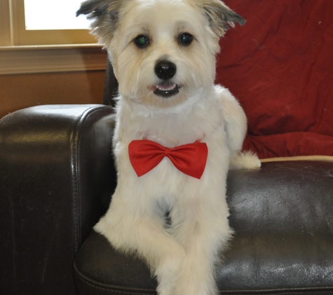 Happy Dog Grooming Salon, Inc - Mount Airy, MD