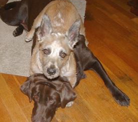 West Haven Animal Clinic - West Haven, CT. Woofie tackles Lucy