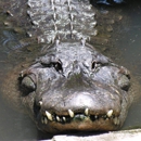 Swamp Fever Airboat Adventures - Amusement Places & Arcades