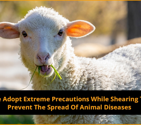 Huey's Run Shearing & Crutching - Brucedale, NSW. We Adopt Extreme Precautions While Shearing To Prevent The Spread Of Animal Diseases