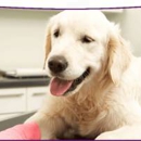 Bryant Drive Animal Hospital - Pet Grooming