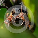 DeadOne Pest Control - Pest Control Services