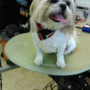 Top Performance Grooming - Dog & Cat Grooming & Supplies