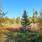 Saco Heath Preserve