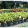 Creek Nursery