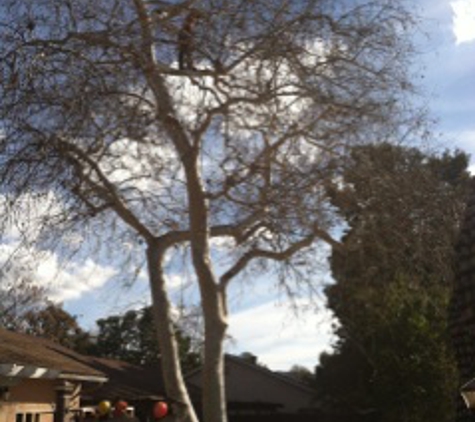 Laan's Tree Care - Temecula, CA