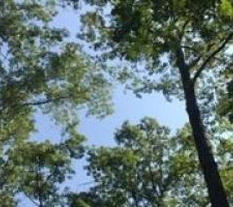 Druid Tree Service Inc. - Nashville, TN