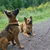 My EPIC Dog - Human and Dog Training gallery