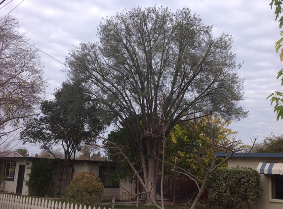 San Jose Tree Service - San Martin, CA